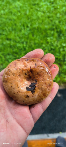 Гриб из Вологда