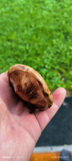 Гриб из Вологда