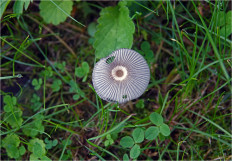 Гриб из Москва