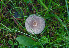 Гриб из Москва