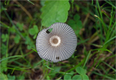 Гриб из Москва