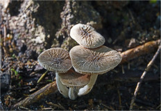 Гриб из Москва