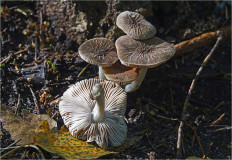 Гриб из Москва