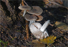 Гриб из Москва