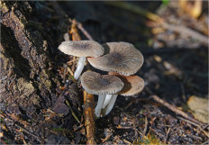 Гриб из Москва