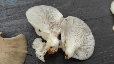 Гриб из Москва