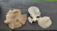 Гриб из Москва