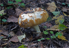 Гриб из Москва