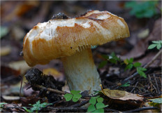 Гриб из Москва