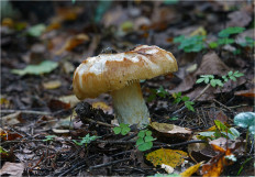 Гриб из Москва