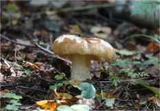 Гриб из Москва