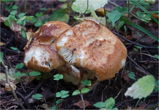 Гриб из Москва