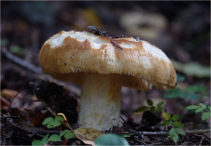 Гриб из Москва