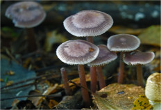 Гриб из Москва