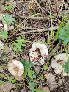 Гриб из Шатки