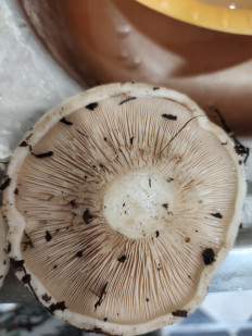 Гриб из Шатки