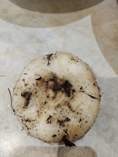 Гриб из Шатки