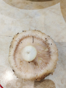 Гриб из Шатки