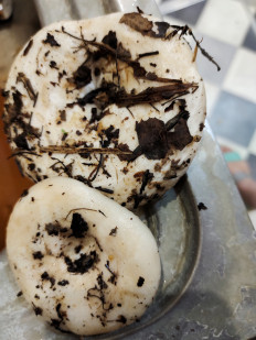 Гриб из Шатки