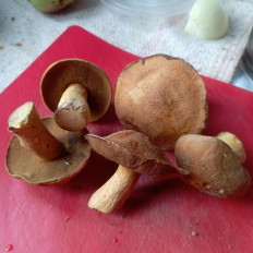 Маслёнок желто-бурый