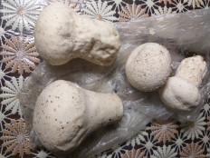 Гриб из Екатеринбург