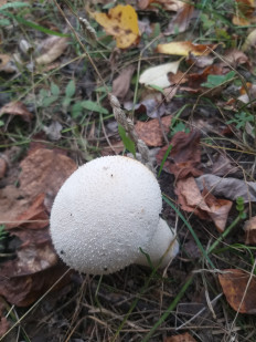 Гриб из Екатеринбург