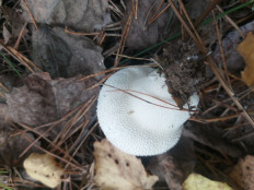 Гриб из Екатеринбург