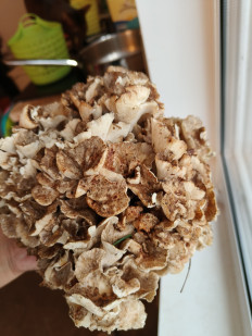 Гриб из СПб