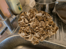 Гриб из СПб