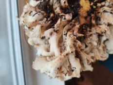 Гриб из СПб