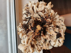 Гриб из СПб