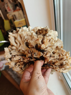 Гриб из СПб