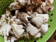 Гриб из СПб