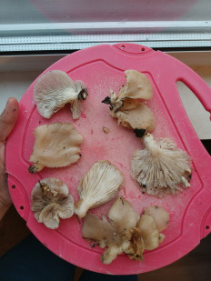 Гриб из СПб