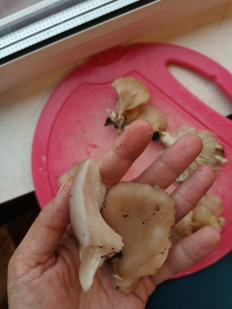 Гриб из СПб