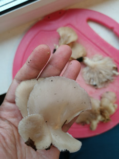 Гриб из СПб