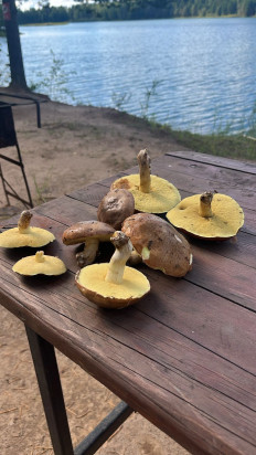 Маслёнок зернистый