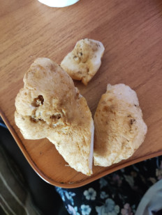 Гриб из Лесной