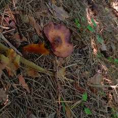 Гриб из Стерлитамак, Республика Башкортостан