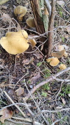 Маслёнок желто-бурый