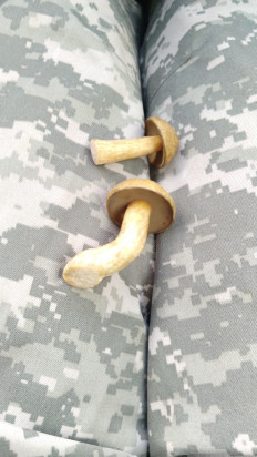 Маслёнок желто-бурый