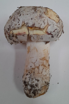 Hypomyces ochraceus - Гипомицес охряный