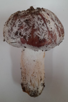 Hypomyces ochraceus - Гипомицес охряный