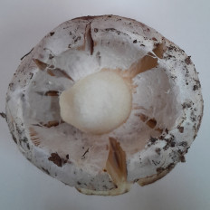 Hypomyces ochraceus - Гипомицес охряный