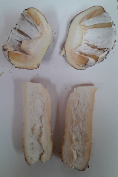 Hypomyces ochraceus - Гипомицес охряный