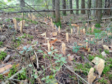 Гриб из Марий Эл