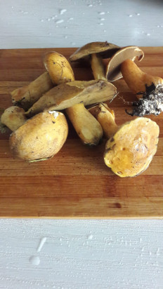 Гриб из санкт-петербург