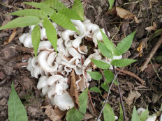 Гриб из Сочи