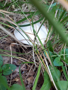 Гриб из Москва