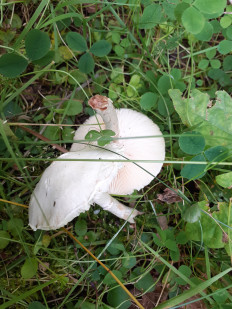 Гриб из Москва